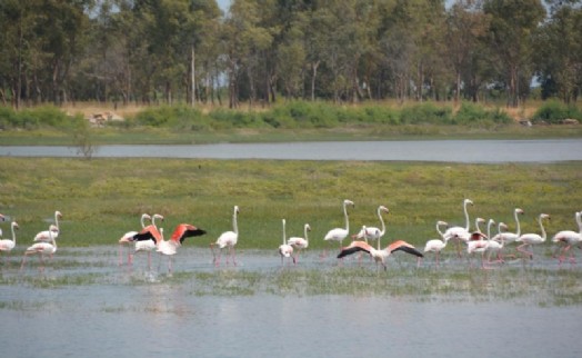 Aliağa'nın allı turnaları
