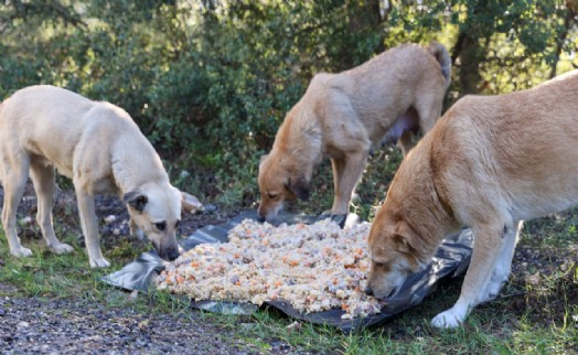Buca Belediyesi'nin atık yemek seferberliği