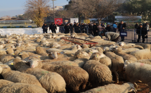 Büyükşehir'in küçükbaş desteği devam ediyor