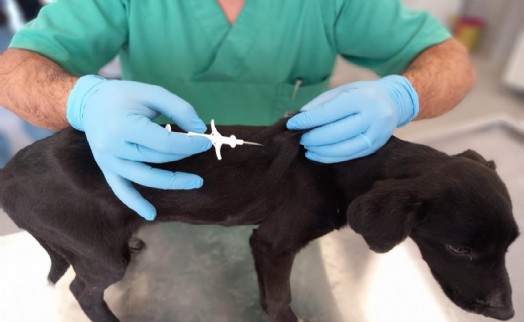 İzmir'de 32 bin sokak köpeğine mikroçip takıldı