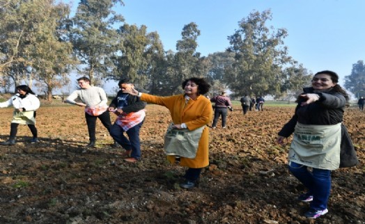 İzmir'de Yaşar Üniversitesi öğrencileri karakılçık ekiminde