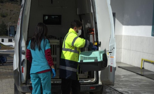 Enkazdan kurtarılan hayvanlar İzmir'e getirildi