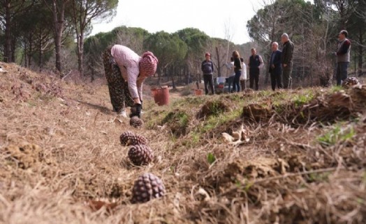 Türkiye'nin çam fıstığı deposu Bergama'da hasat telaşı