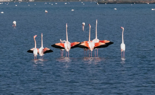 Gediz Deltası'nda kuş gözlem yürüyüşü