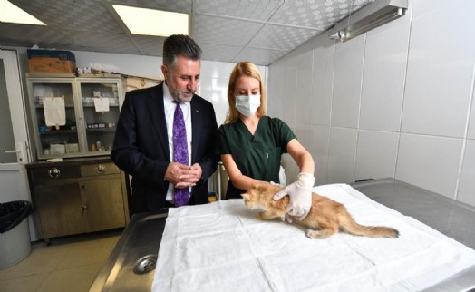 Bayraklı'daki can dostlara özel klinik!