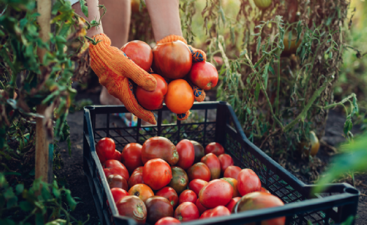 Rusya'ya domates ihracatında flaş kota kararı