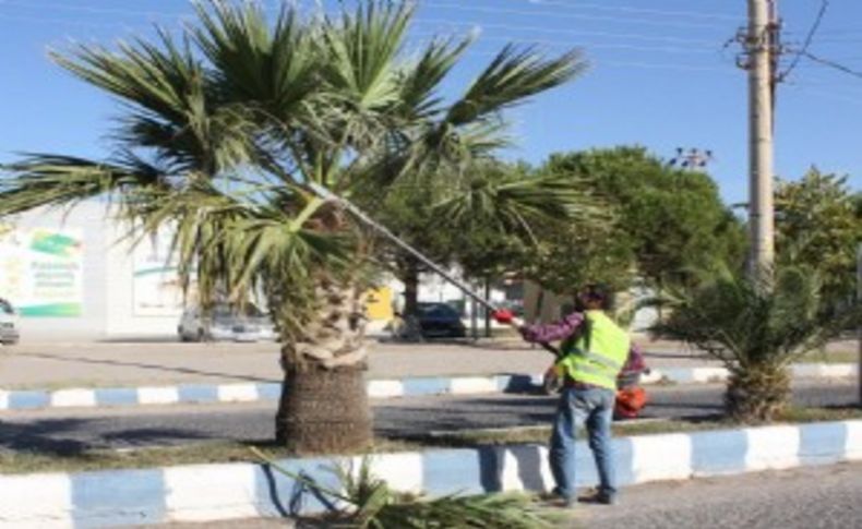 Dikili'nin sembolü palmiyelere kışlık bakım