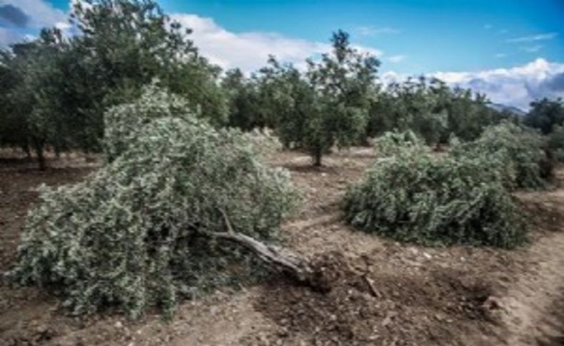 Zeytin katliamının yaşandığı Yırca'da sevinç var