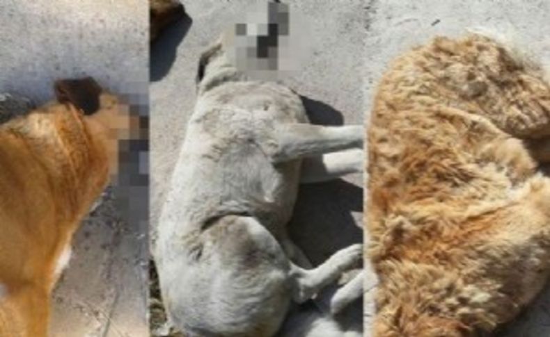 Ege Üniversitesi'nde köpek katliamı