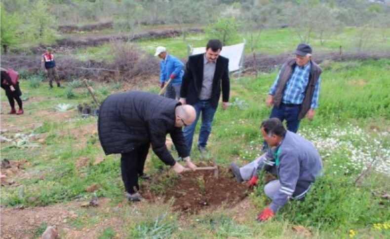 Hükümlüler Bergama'da fidan dikti