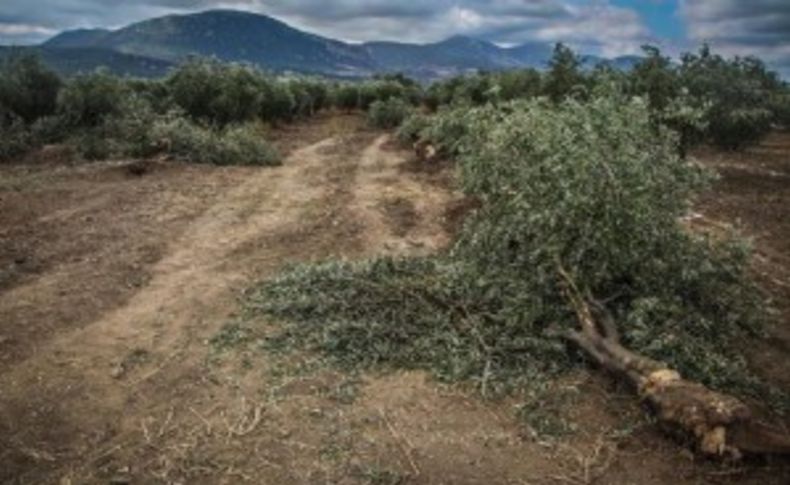 Soma'da santral için yine zeytin ağacı kıyımı