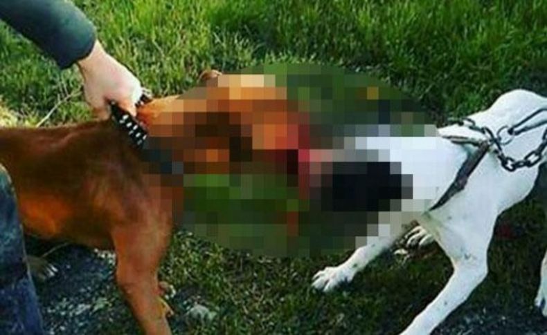 Köpek ve kedilere 'Pitbull'lu işkenceye rekor ceza