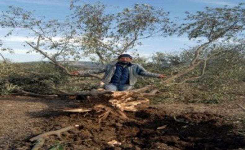 Yırca köylüleri, 'zeytini korumayan' Vali ve Kaymakam için yeniden suç duyurusu yaptı