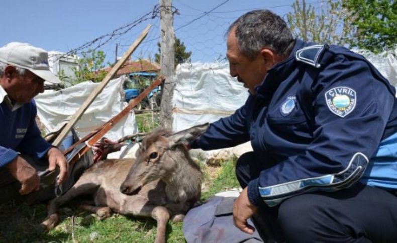 Kurt saldırısına uğrayan geyik eve sığındı