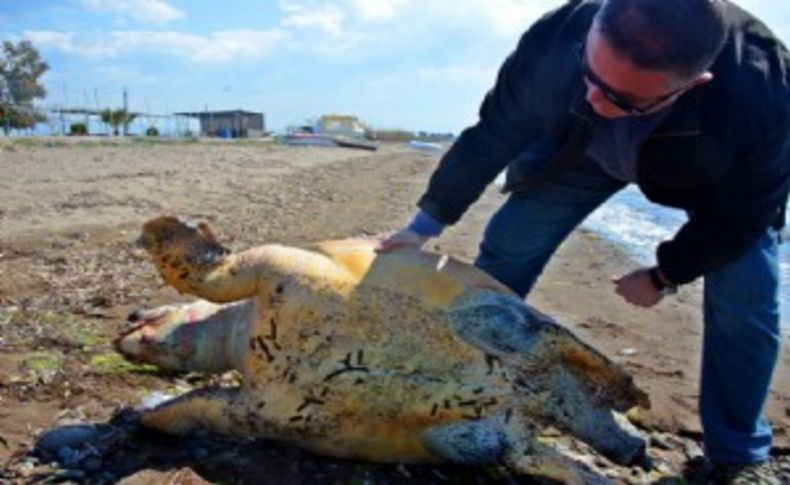 Caretta ölümü Dikilileri üzdü