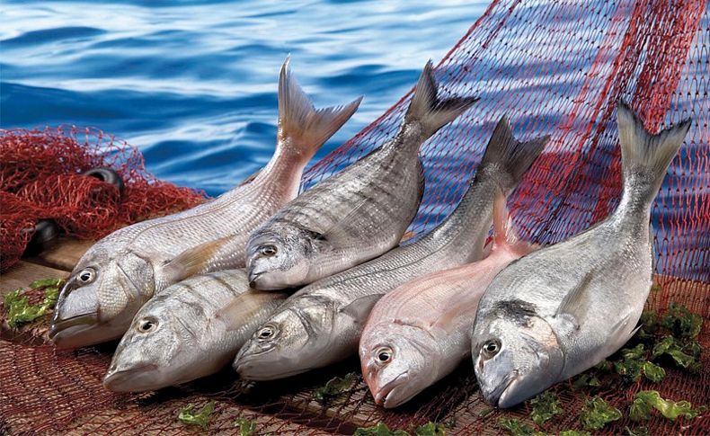 Amerika'da Türk balığına ilgi artıyor