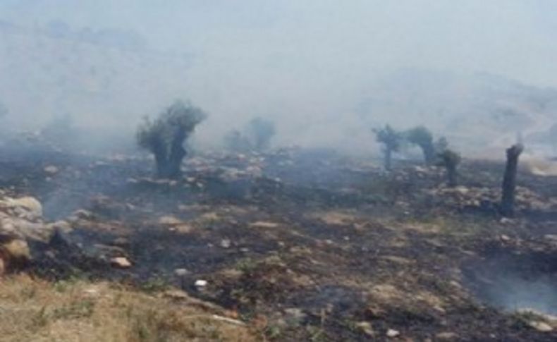 Büyükşehir'in Kadifekale'ye diktiği fidanları yine yaktılar!