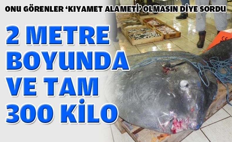 Ağlara 300 kiloluk ay balığı takıldı