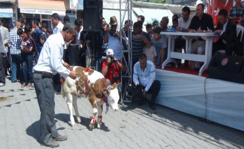 Ahlat’ta buzağı güzellik yarışması renkli görüntülere sahne oldu
