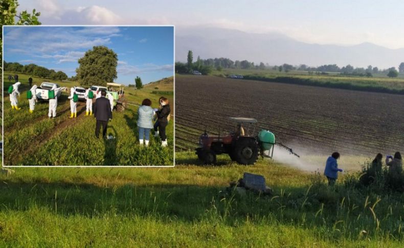 Akarca Ovası, çekirgelerden temizleniyor