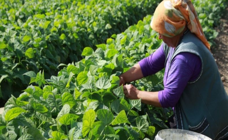 Akkuzulu Domates Şenliği, 25 Ağustos’ta