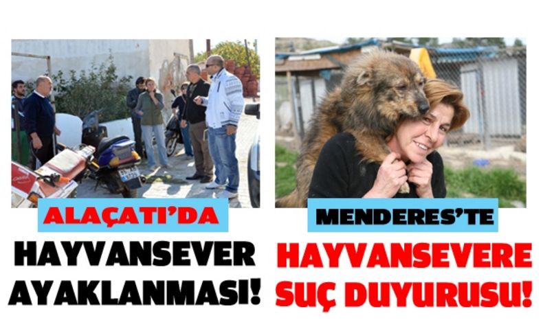 Alaçatı'da köpek katliamı!