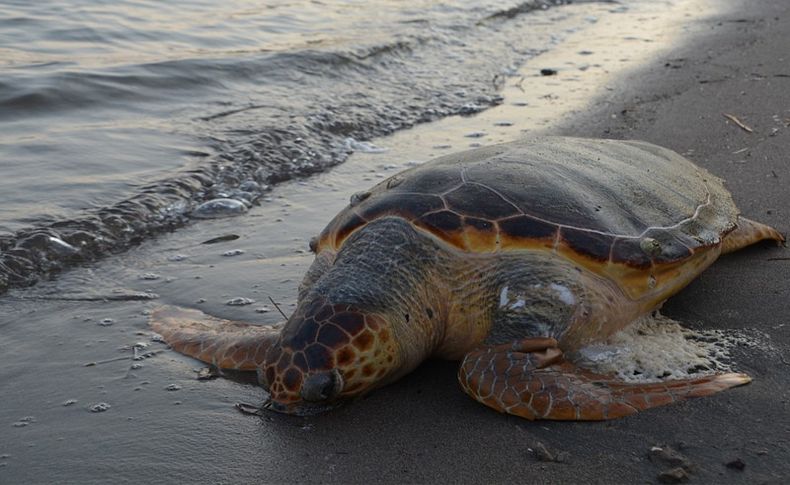 Aliağa'da ölü caretta caretta bulundu