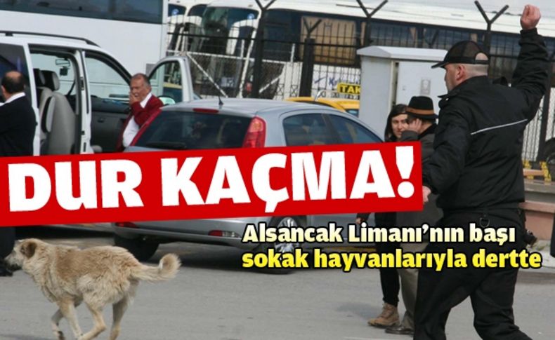 Alsancak Limanı'nda köpek mücadelesi