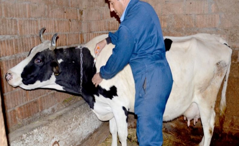 Amasya’da şap hastalığı aşılama kampanyası başladı