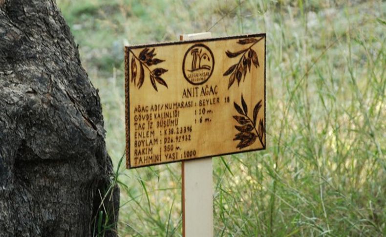 Seferihisar'da ölümsüz ağaçların lezzetleri görücüye çıkıyor