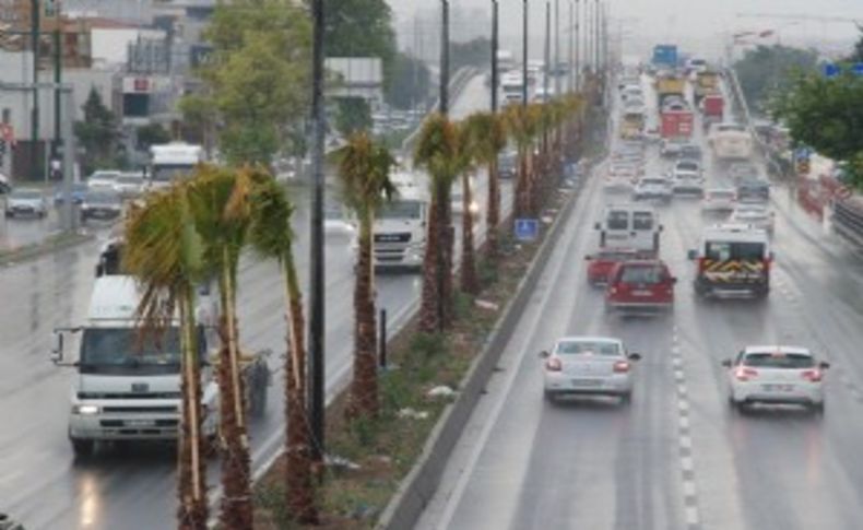 Büyükşehir'in palmiye harekatı sürüyor!