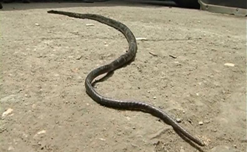 Antalya'dan kamyona binen yılan şoförle bin 400 kilometre yolculuk yaptı
