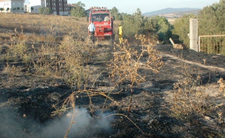 Arazi yangını zeytinliğe sıçradı