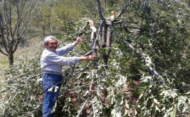 Ayılar vişne ağaçlarına zarar verdi