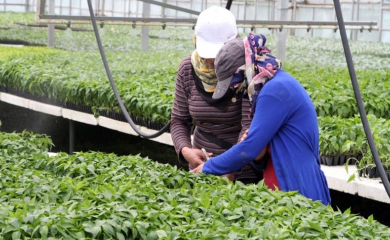 Bahçe Kültürleri, ürettiği 500 bin fideyi bölgeye satıyor