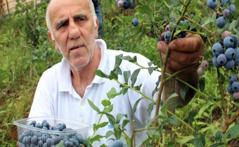 Bahçesindeki ürünü kuşlara karşı ağ ile koruyor