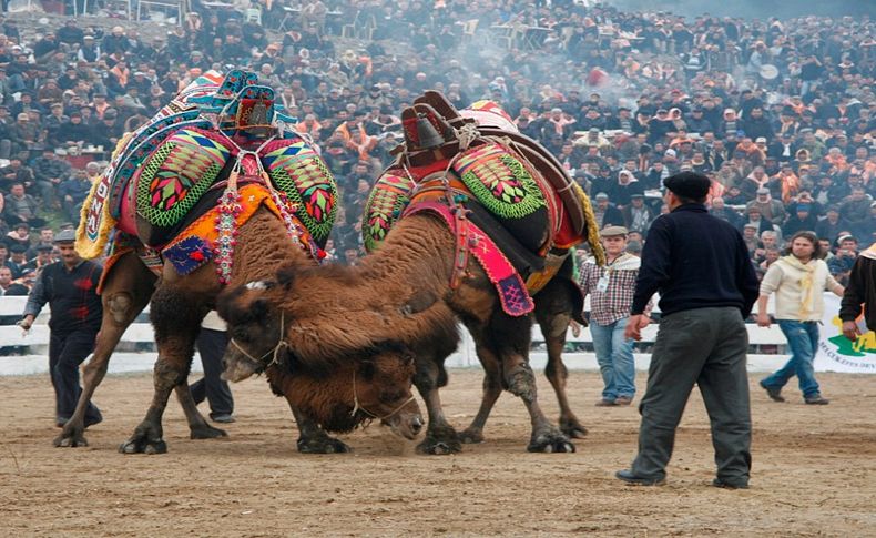 Bakıcı: Deve güreşleri için UNESCO'ya başvuracağız