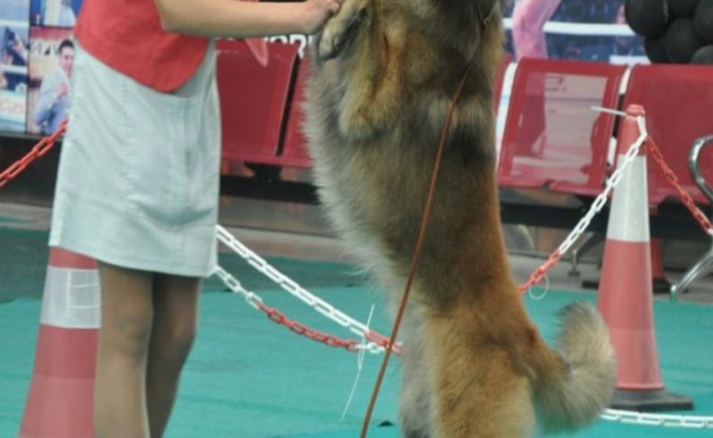 Bakü'de Uluslararası Köpek Festivali renkli görüntülerle başladı