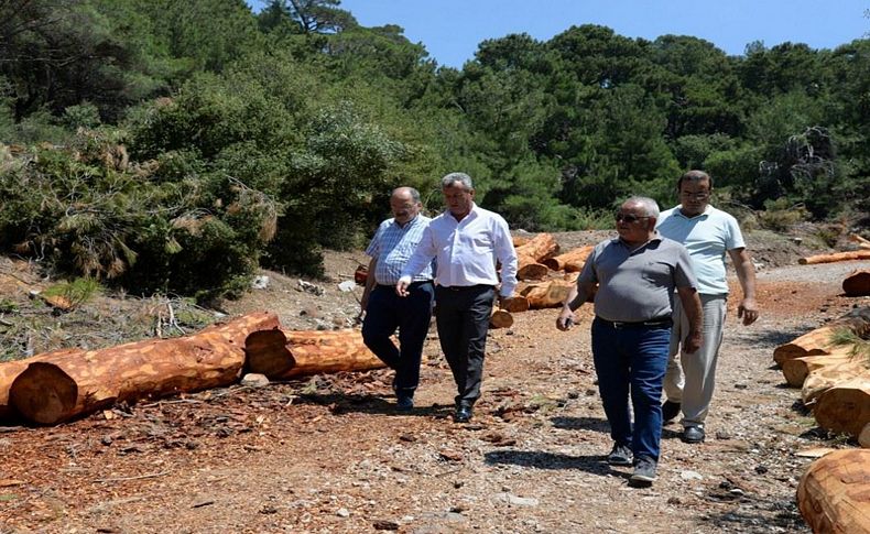 Başkan Şahin'den ağaç katliamına tepki