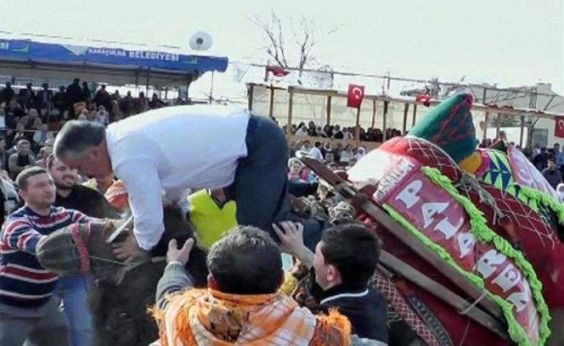 Başkan deveden düştü, 'başbakanımızın izinden gidiyoruz' dedi