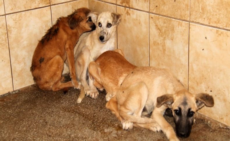 Belediyeden köpek temizliği operasyonu