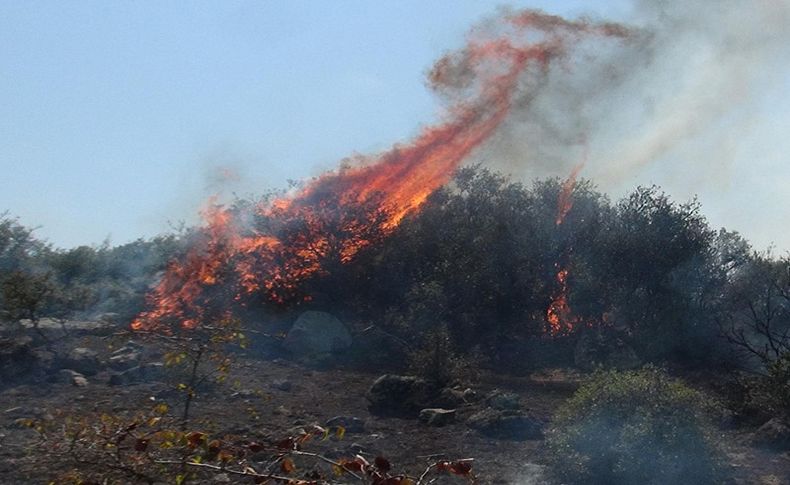 Bergama'da fıstık çamı ormanı yandı