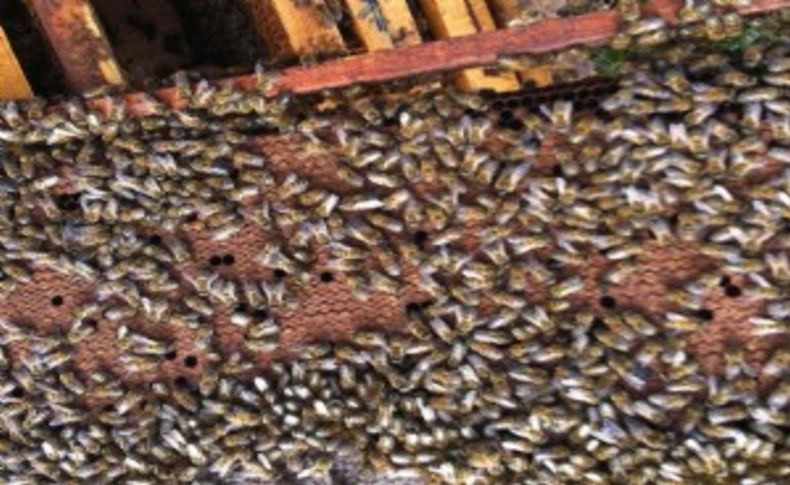 Milyonlarca bal arısı telef oldu!
