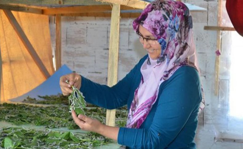 Torbalı ipeği yeniden keşfediyor