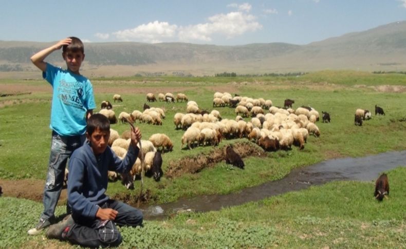 Bitlis'in minik çobanları karnelerini alır almaz sürülerinin başına geçti