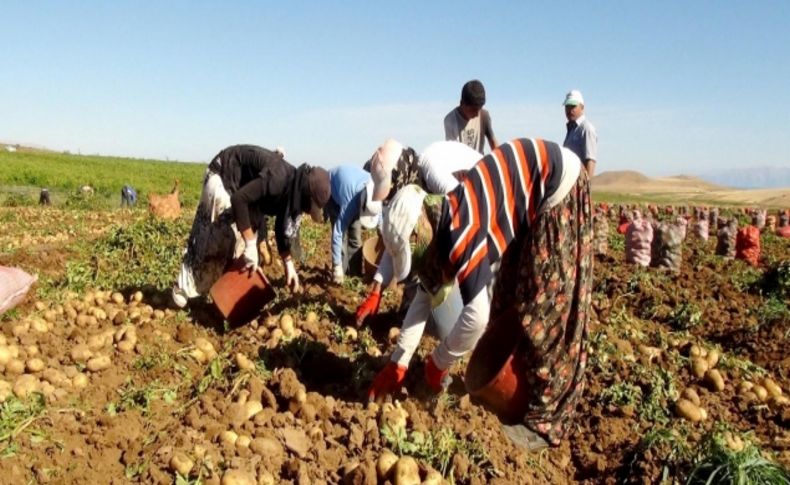 Bitlis’te bu yıl patatesten 80 milyon lira gelir elde edildi