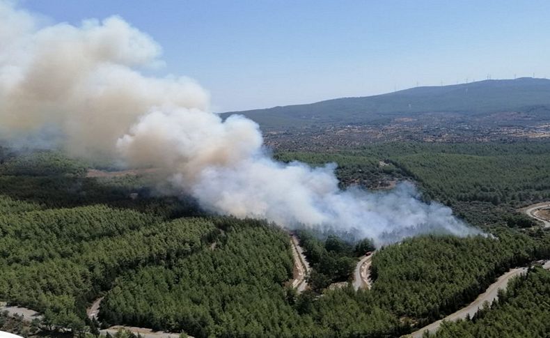 Bodrum ve Milas'ta orman yangını