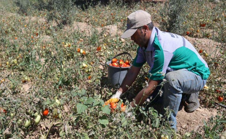 Buca’da yüzler gülüyor: Bin 255 aileye 15 ton ürün desteği