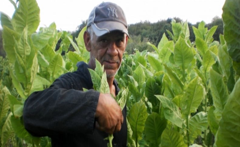 Bulgaristan'da Türk tütün üreticileri devletten destek bekliyor (Özel)