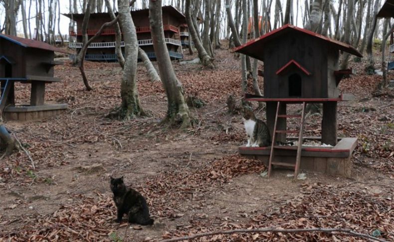 Bungalov evlerde yaşıyorlar! 20 dönümlük kedi kasabası